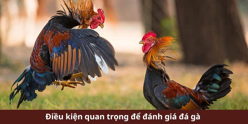 Điều kiện quan trọng để đánh giá đá gà 