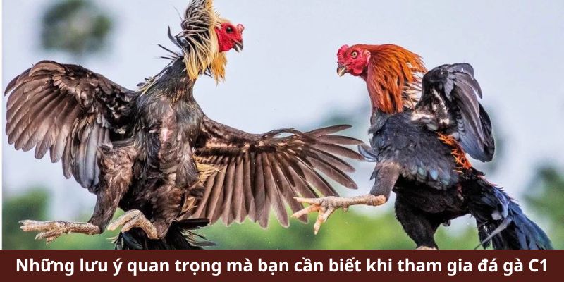 Những lưu ý quan trọng mà bạn cần biết khi tham gia đá gà C1