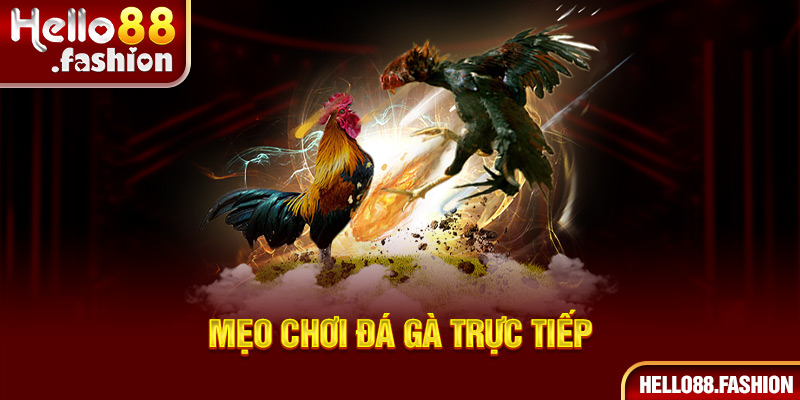 Mẹo giúp người chơi chiến thắng trong trò chơi đá gà