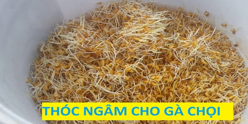 Thóc ngâm cung cấp rất nhiều dinh dưỡng cho gà đá