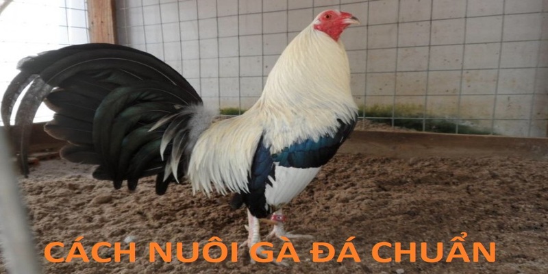 chia sẻ cách nuôi gà đá