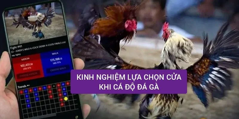 Kinh nghiệm lựa chọn cửa khi cá độ đá gà