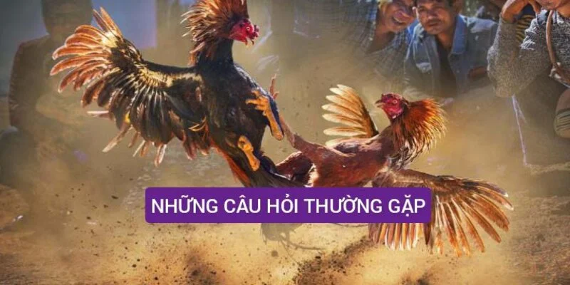 Những câu hỏi thường gặp