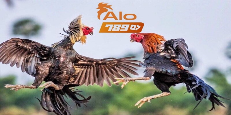 Kinh nghiệm cược đá gà Alo789